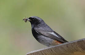 Black Redstart