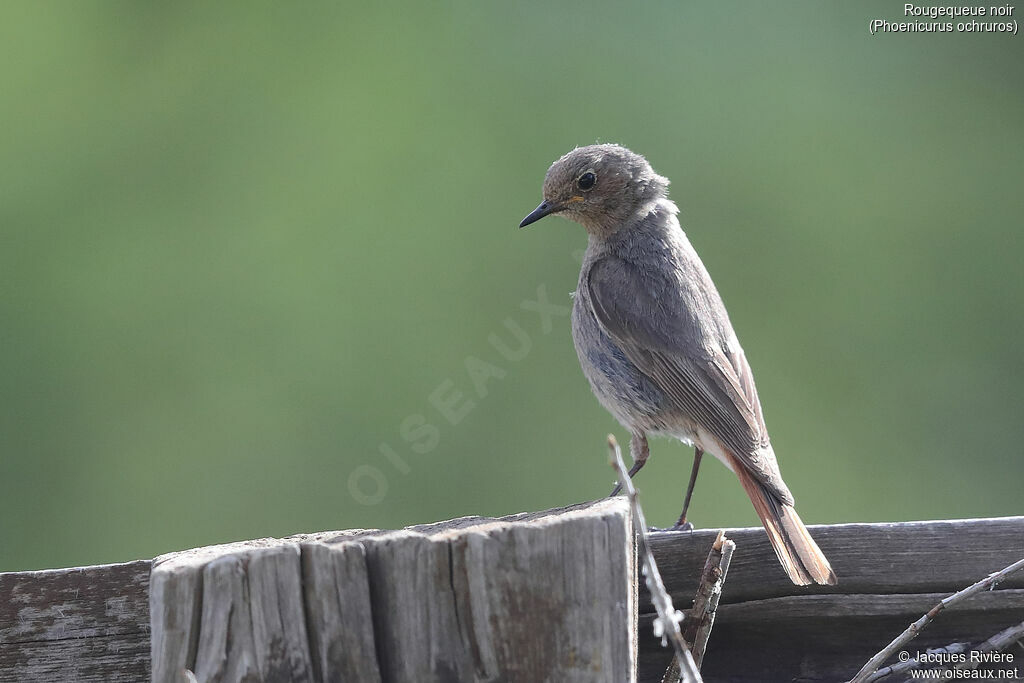 Black Redstart female adult breeding, identification