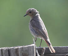 Black Redstart