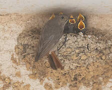 Black Redstart
