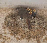 Black Redstart