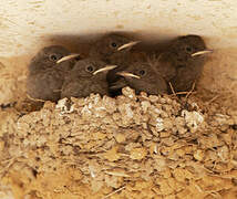 Black Redstart