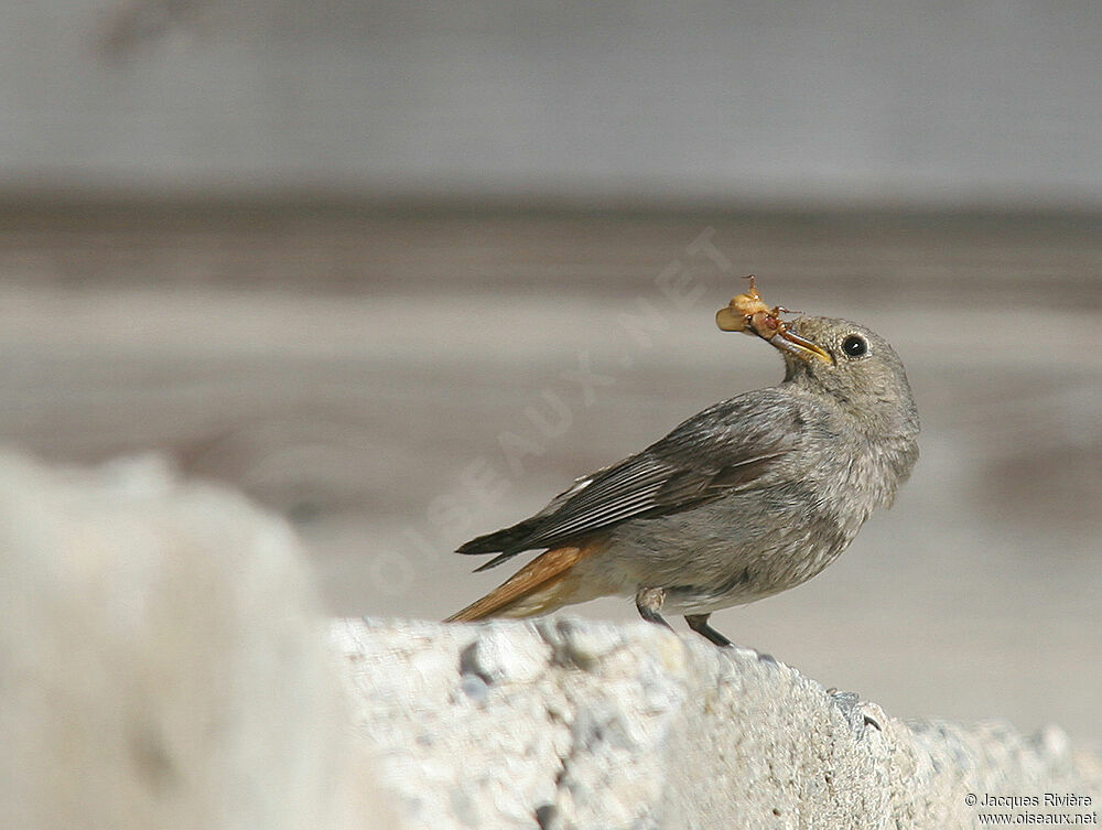 Black Redstart female adult, Reproduction-nesting