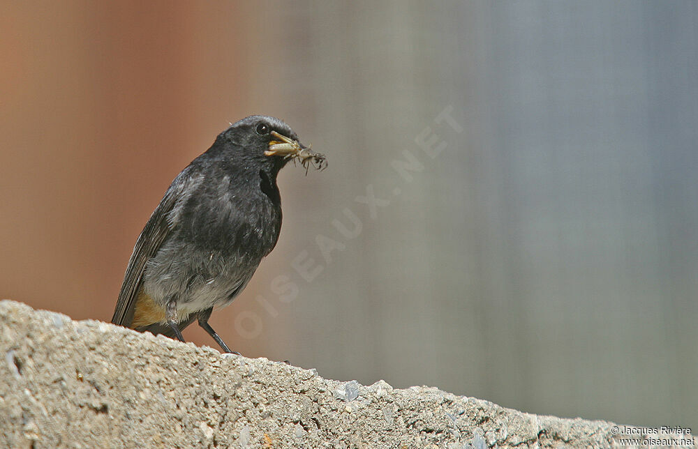 Black Redstart male adult, Reproduction-nesting