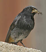 Black Redstart