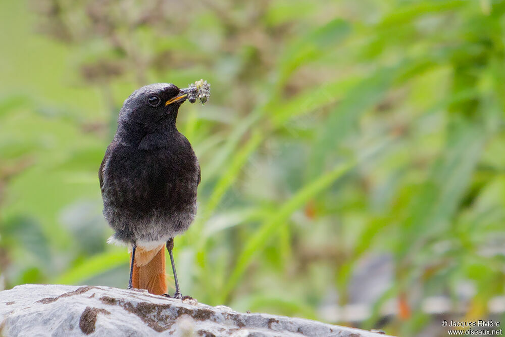 Black Redstart male adult, Reproduction-nesting