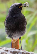 Black Redstart