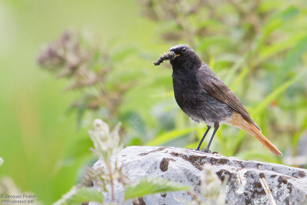 Black Redstart male adult, Reproduction-nesting