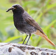 Black Redstart