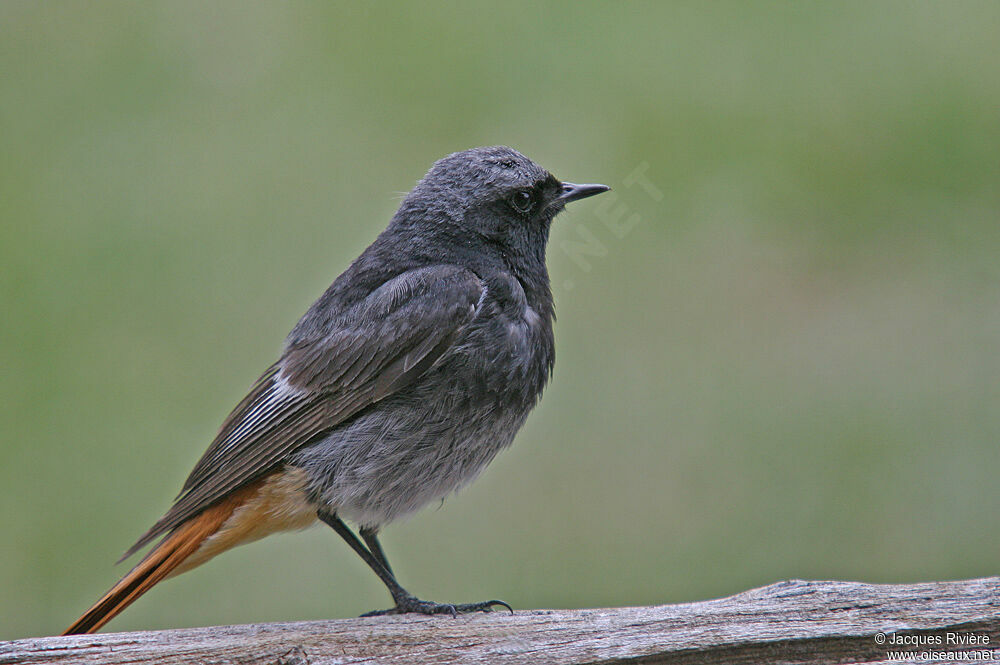 Black Redstart male adult breeding