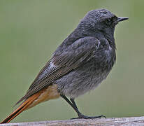 Black Redstart