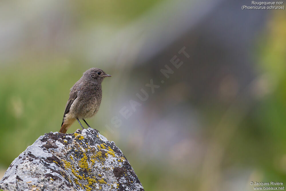 Black Redstartimmature, identification