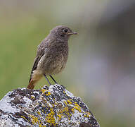 Black Redstart