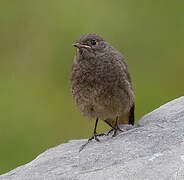 Black Redstart