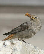 Black Redstart