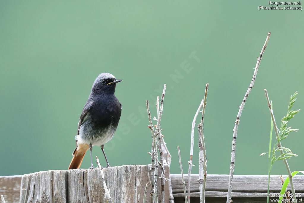 Black Redstart male adult breeding, identification