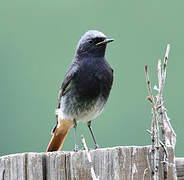 Black Redstart