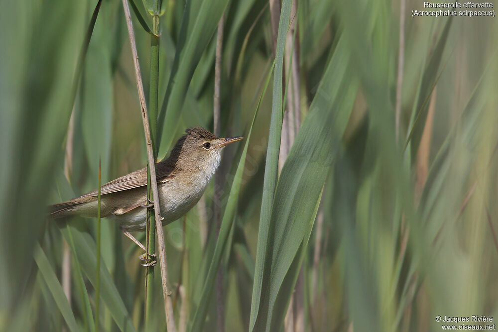 Common Reed Warbleradult breeding, identification