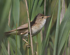 Eurasian Reed Warbler