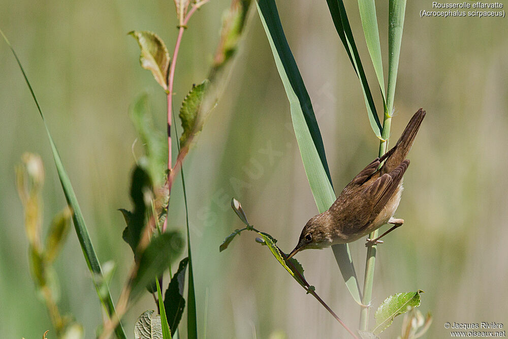 Eurasian Reed Warbleradult breeding, identification, eats