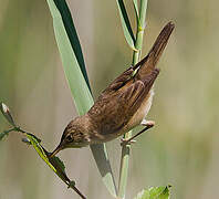 Common Reed Warbler