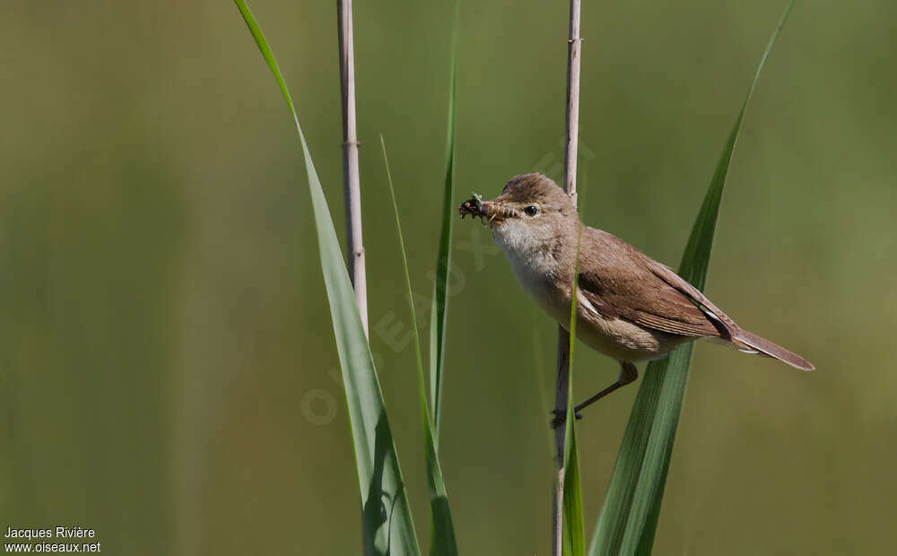 Eurasian Reed Warbleradult breeding, feeding habits, Reproduction-nesting