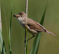 Eurasian Reed Warbler