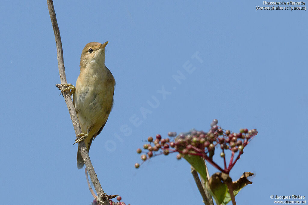 Common Reed Warbleradult breeding, identification