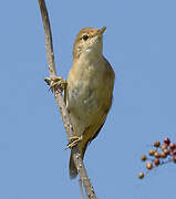 Common Reed Warbler