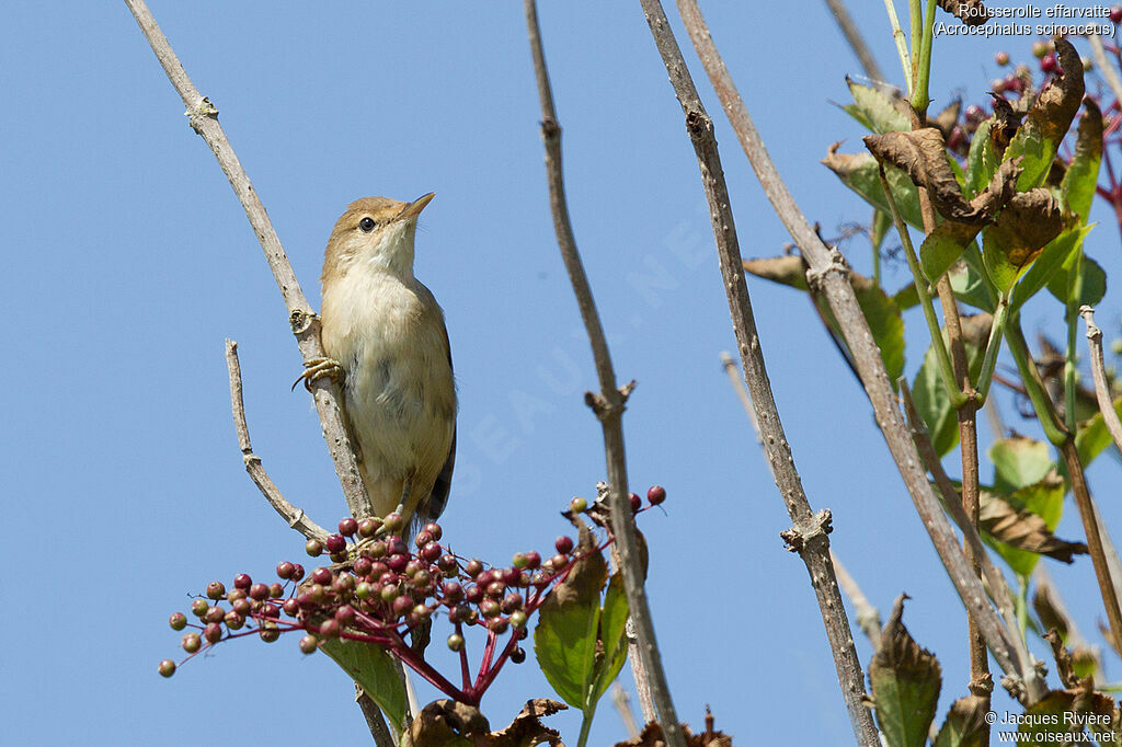 Rousserolle effarvatteadulte nuptial, identification