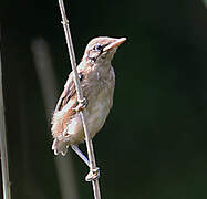 Common Reed Warbler