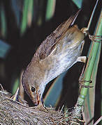 Common Reed Warbler