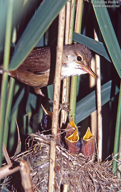 Eurasian Reed Warbleradult breeding, Reproduction-nesting