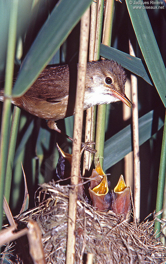 Common Reed Warbleradult breeding, Reproduction-nesting