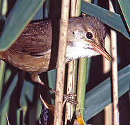 Eurasian Reed Warbler