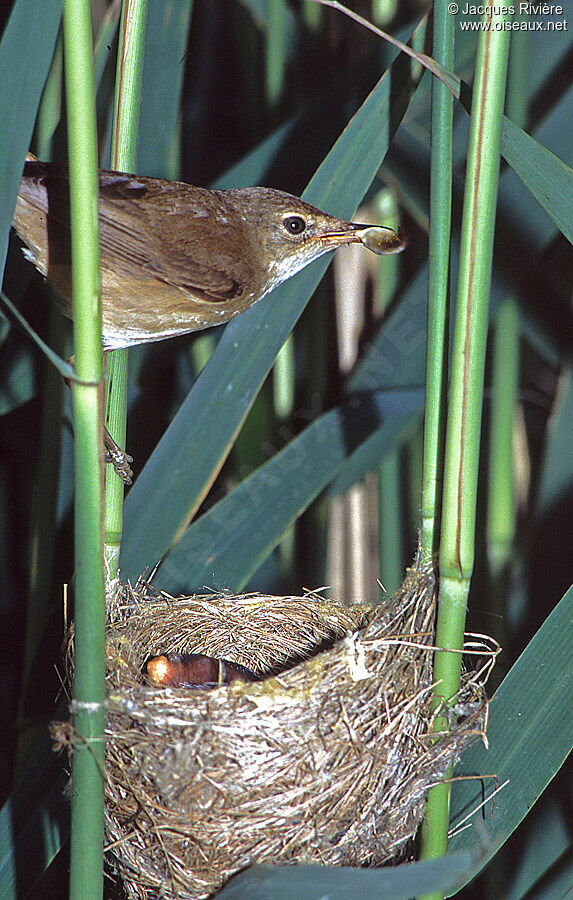 Common Reed Warbleradult breeding, Reproduction-nesting