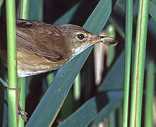 Eurasian Reed Warbler