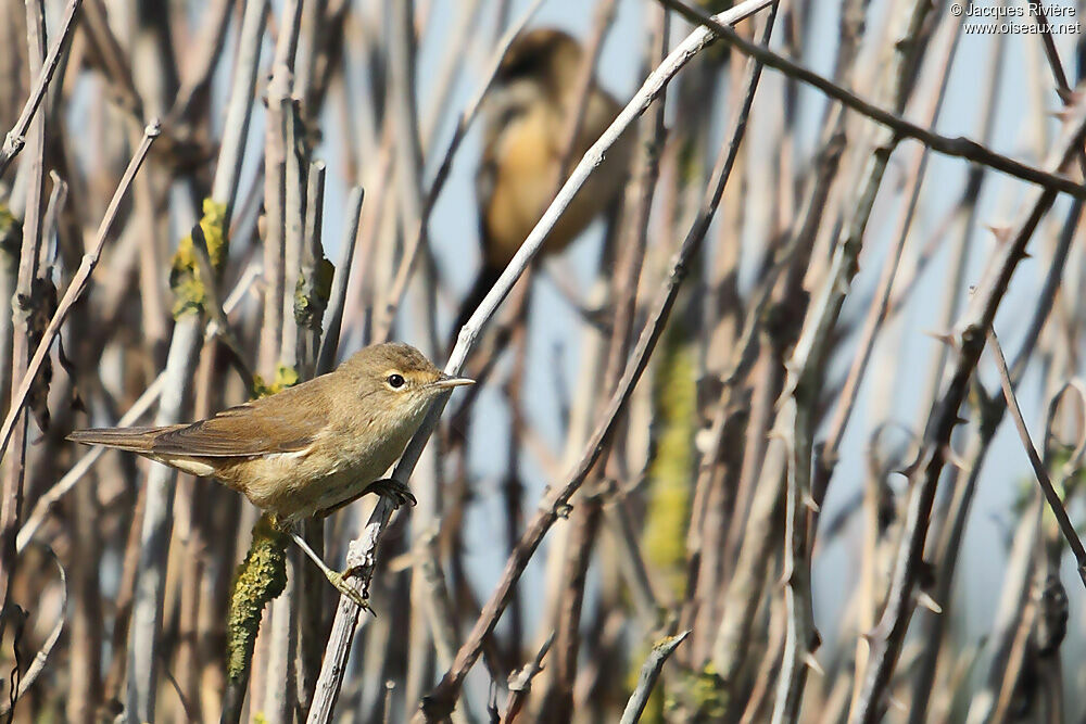 Eurasian Reed Warbleradult breeding