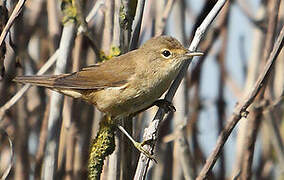 Eurasian Reed Warbler