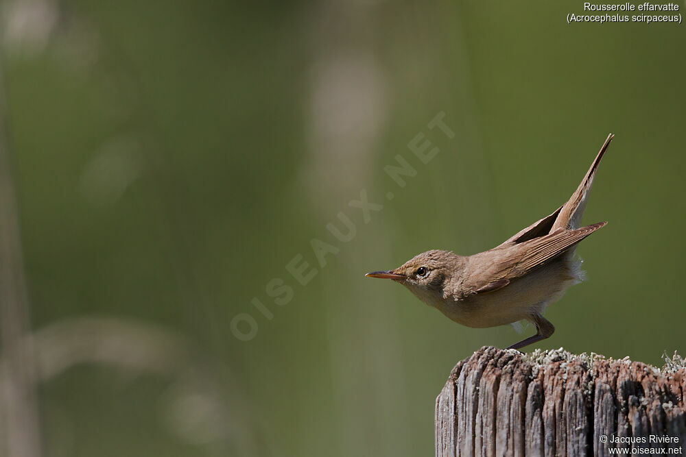 Common Reed Warbleradult breeding, identification