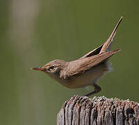 Eurasian Reed Warbler