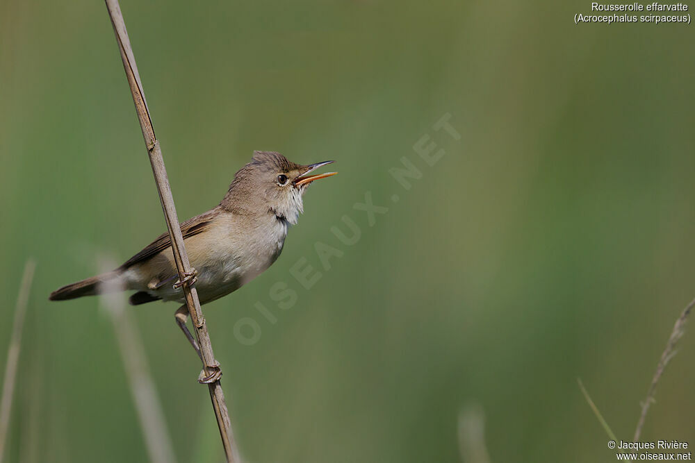 Common Reed Warbleradult breeding, identification, song