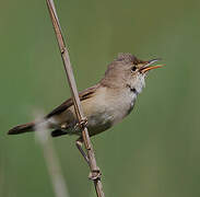 Eurasian Reed Warbler