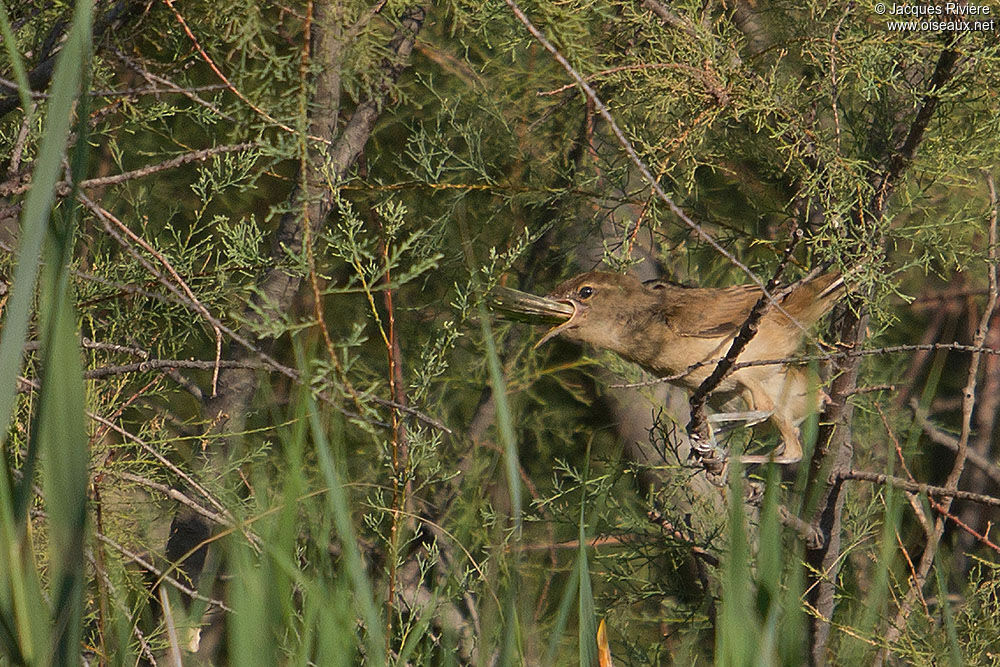 Great Reed Warblerjuvenile, Reproduction-nesting