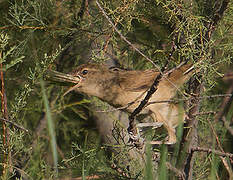 Great Reed Warbler