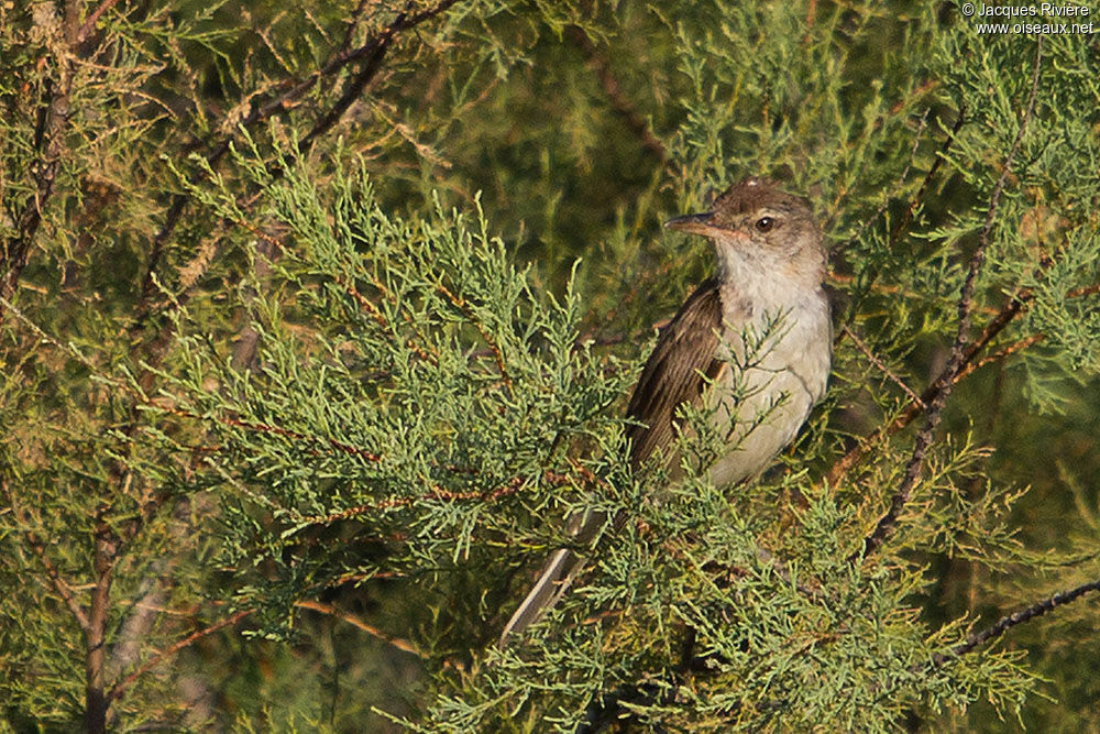 Great Reed Warbleradult breeding