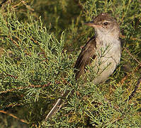 Great Reed Warbler