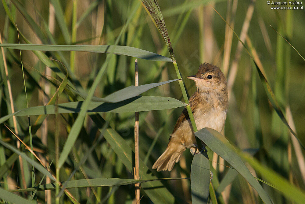 Great Reed Warblerjuvenile