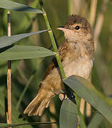 Great Reed Warbler