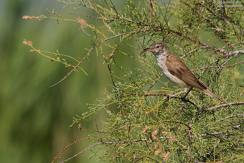 Great Reed Warbleradult breeding